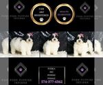 Small Photo #13 Poodle (Toy) Puppy For Sale in WARSAW, IN, USA
