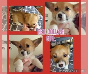 Pembroke Welsh Corgi Puppy for sale in URBANA, IL, USA
