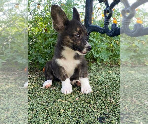 Medium Photo #3 Aussie-Corgi Puppy For Sale in BRIGGSDALE, CO, USA