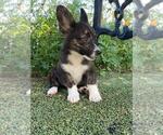 Small #2 Aussie-Corgi