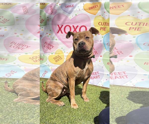 Medium Photo #7 Staffordshire Bull Terrier-Unknown Mix Puppy For Sale in Pompano Beach , FL, USA