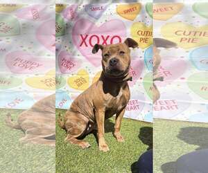 Xena - Female Staffordshire Bull Terrier-Unknown Mix Dog for Adoption - Photo #7