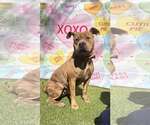 Small #6 Staffordshire Bull Terrier Mix