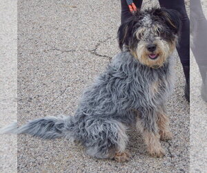 Shadow - Male Australian Shepherd-Unknown Mix Dog for Adoption - Photo #3