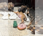 Small Photo #15 Belgian Malinois Puppy For Sale in HOUSTON, TX, USA