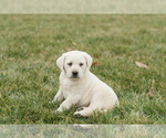 Small Photo #1 Labrador Retriever Puppy For Sale in WASHINGTON BORO, PA, USA