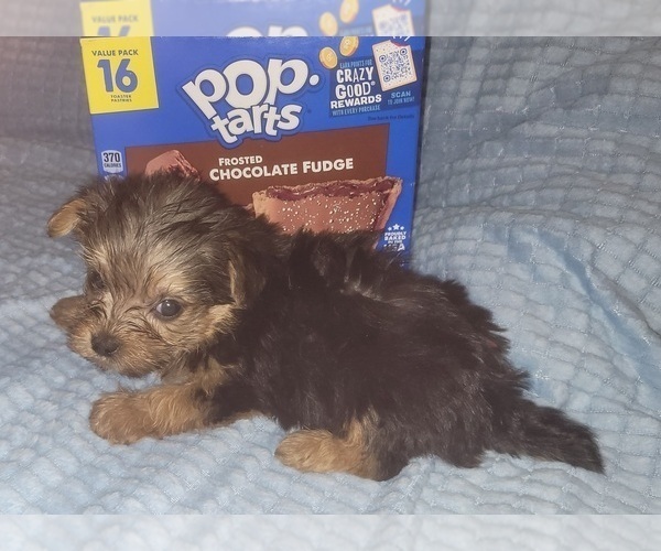 Medium Photo #9 Yorkshire Terrier Puppy For Sale in AKRON, OH, USA