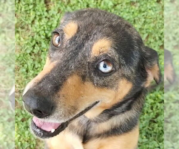 Medium Photo #1 Catahoula Leopard Dog-Unknown Mix Puppy For Sale in Canton, CT, USA