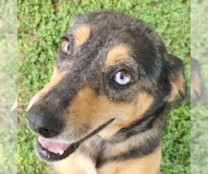Catahoula Leopard Dog-Unknown Mix Dogs for adoption in Canton, CT, USA