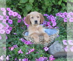 Puppy Pearly Golden Retriever