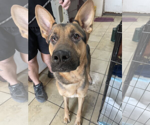Medium Photo #1 German Shepherd Dog-Unknown Mix Puppy For Sale in El Centro, CA, USA