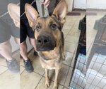 Ted - Male German Shepherd Dog-Unknown Mix Dog for Adoption - Small photo