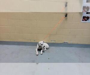 Mutt Dogs for adoption in Tulsa, OK, USA