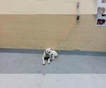 ACE - Male Mutt Dog for Adoption - Small photo