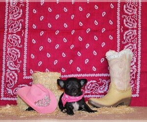 Medium Chihuahua