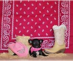 Puppy Zahara Chihuahua