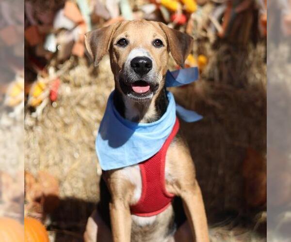 Medium Photo #1 Beagle-Unknown Mix Puppy For Sale in San Antonio, TX, USA