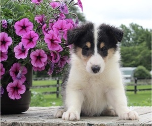 Collie Puppy for sale in FREDERICKSBURG, OH, USA