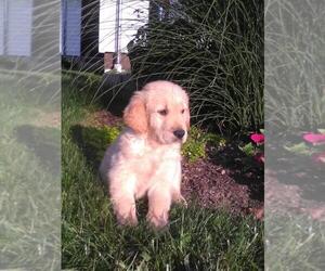 Golden Retriever Puppy for sale in FREDERICKSBG, OH, USA