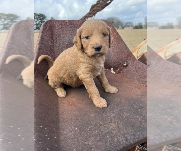 Medium Photo #5 Goldendoodle Puppy For Sale in CEDAR HILL, TX, USA