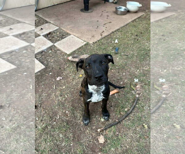 Medium Photo #5 Labrador Retriever-Unknown Mix Puppy For Sale in NEWPORT NH, NH, USA