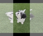 Small Photo #4 Shih Apso Puppy For Sale in GOODYEAR, AZ, USA