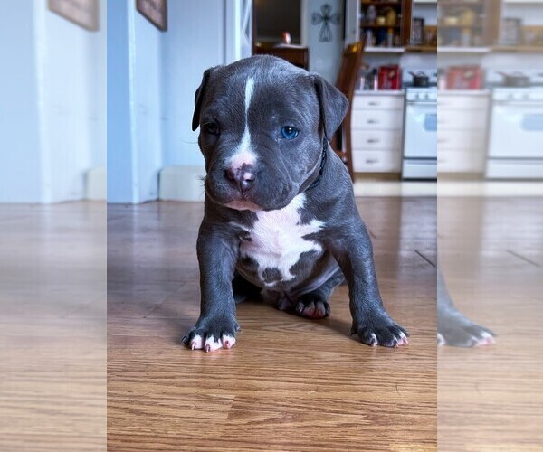 Medium Photo #1 American Bully Puppy For Sale in ROCK SPRINGS, WY, USA