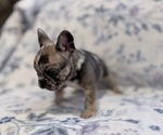 Small #5 French Bulldog