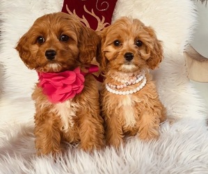 Cavalier King Charles Spaniel-Poodle (Toy) Mix Puppy for sale in WEBSTER, FL, USA