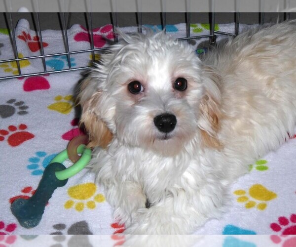 Medium Photo #8 Havanese Puppy For Sale in ORO VALLEY, AZ, USA