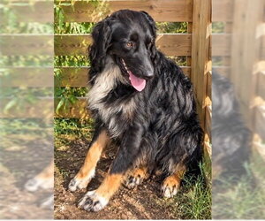 Coleman - Male Australian Shepherd Dog for Adoption - Photo #2