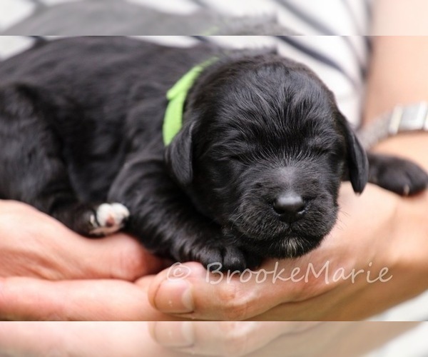 Medium Photo #5 Goldendoodle-Poodle (Standard) Mix Puppy For Sale in HANSKA, MN, USA