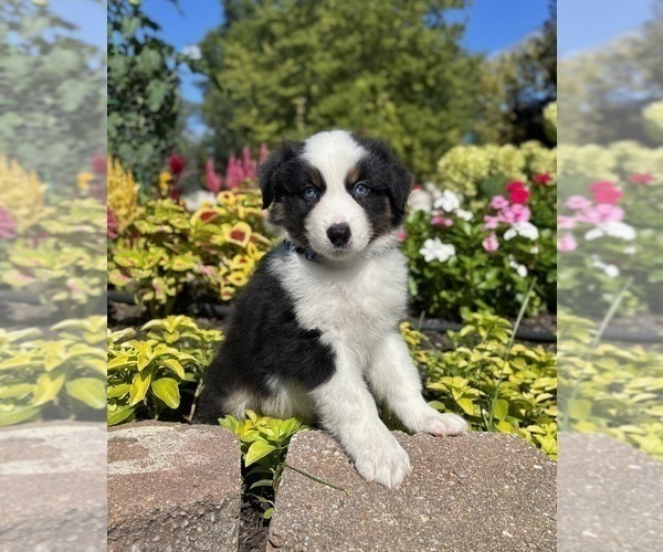 Medium Photo #4 Miniature Australian Shepherd Puppy For Sale in NOBLESVILLE, IN, USA