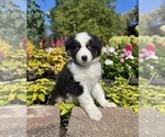 Small #3 Miniature Australian Shepherd