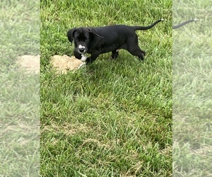 French Bulldog Puppy for sale in ARTHUR, IN, USA
