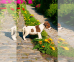 Small #13 Basenji-Rat Terrier Mix