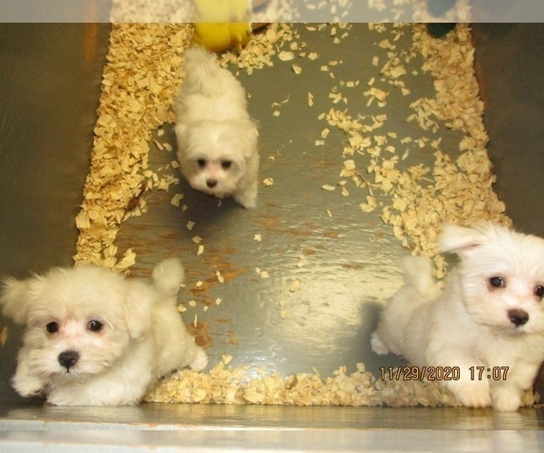 Medium Photo #8 Maltese Puppy For Sale in CARROLLTON, GA, USA