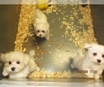Small Photo #8 Maltese Puppy For Sale in CARROLLTON, GA, USA