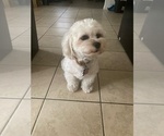 Small Photo #1 Bichpoo Puppy For Sale in LUTZ, FL, USA