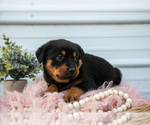 Small Photo #21 Rottweiler Puppy For Sale in BRYANT, IN, USA