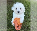 Small Maltese