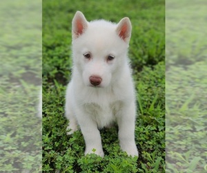 Siberian Husky Puppy for sale in WARREN, MA, USA