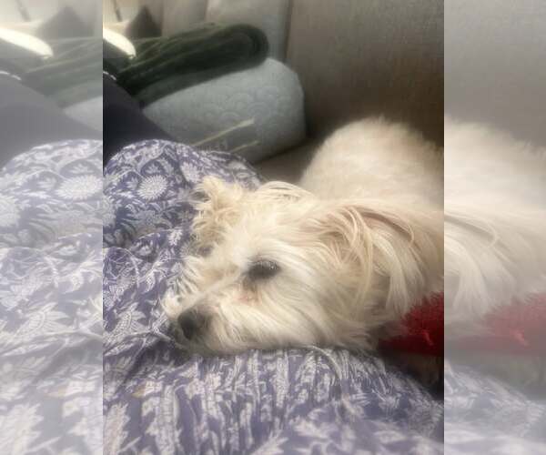 Medium Photo #2 Mutt Puppy For Sale in Rootstown, OH, USA