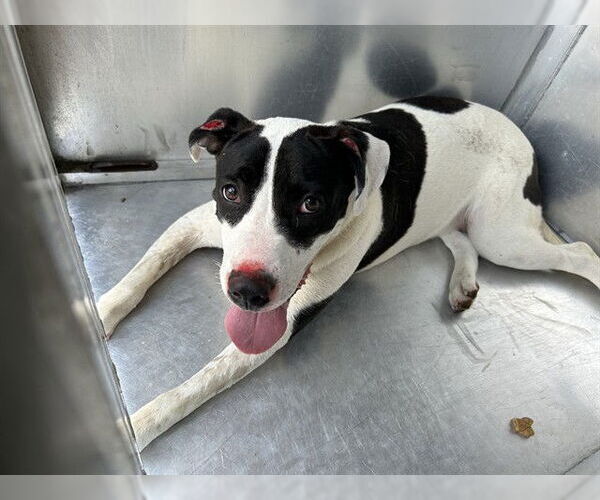 Medium Photo #1 American Pit Bull Terrier-Unknown Mix Puppy For Sale in Waco, TX, USA