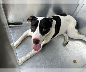 American Pit Bull Terrier-Unknown Mix Dogs for adoption in Waco, TX, USA