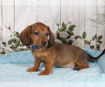 Small Photo #1 Dachshund Puppy For Sale in PENNS CREEK, PA, USA