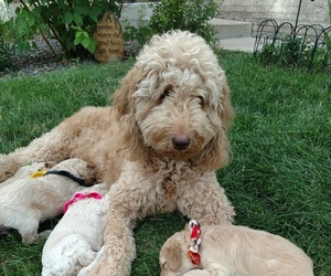 Mother of the Goldendoodle puppies born on 07/21/2019