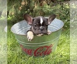 Small #4 French Bulldog