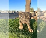 Small #4 French Bulldog