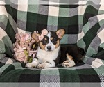 Small Photo #5 Pembroke Welsh Corgi Puppy For Sale in KIRKWOOD, PA, USA